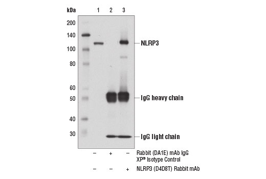 Immunoprecipitation of NLRP3 from J774A.1 cell extracts using Rabbit (DA1E) mAb IgG XP ® Isotype Control #3900 (lane 2) or NLRP3 (D4D8T) Rabbit mAb (lane 3). Lane 1 is 10% input. Western blot analysis was performed using NLRP3 (D4D8T) Rabbit mAb.