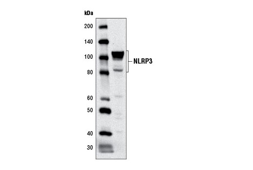 Western blot analysis of extracts from THP-1 cells using NLRP3 (D2P5E) Rabbit mAb.