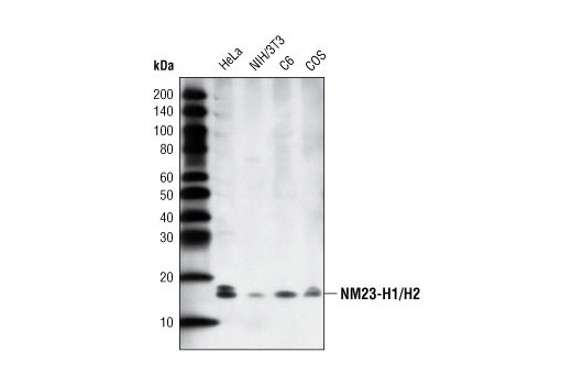 Western blot analysis of extracts from various cell lines using NM23-H1/H2 (G19) Antibody.