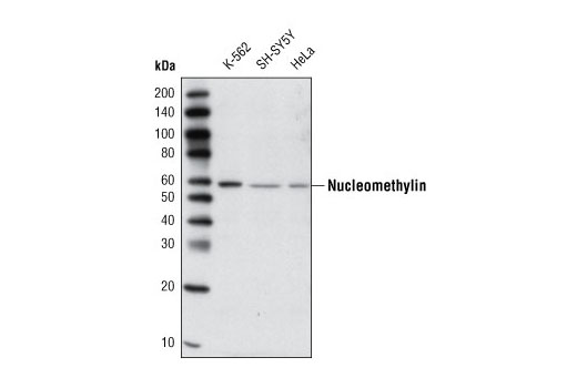 Western blot analysis of extracts from various cell lines using Nucleomethylin Antibody.