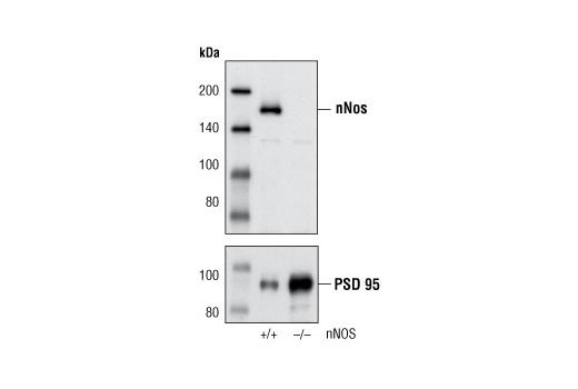 Western blot analysis of extracts from wild-type (+/+) and nNOS null (-/-) mouse brain using nNOS (C12H1) Rabbit mAb (upper) and PSD95 Antibody #2507 (lower).