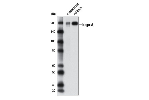 Western blot analysis of extracts from mouse and rat brain tissues using Nogo-A Antibody.