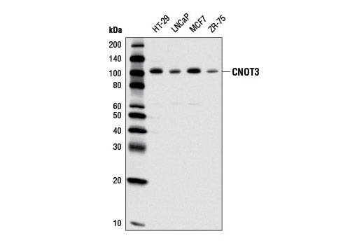 Western blot analysis of extracts from various cell lines using CNOT3 (E1L9S) Rabbit mAb.