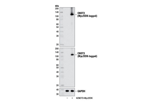 Western blot analysis of extracts from 293 cells, mock transfected (-) or transfected with a construct expressing Myc/DDK-tagged full-length human CNOT3 (hCNOT3-Myc/DDK; +), using CNOT3 (E1L9S) Rabbit mAb (upper), DYKDDDDK Tag (9A3) Mouse mAb #8146 (middle), or GAPDH (D16H11) XP ® Rabbit mAb #5174 (lower).
