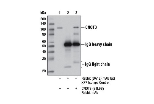 Immunoprecipitation of CNOT3 from PANC-1 cell extracts using Rabbit (DA1E) mAb IgG XP® Isotype Control #3900 (lane 2) or CNOT3 (E1L9S) Rabbit mAb (lane 3). Lane 1 is 10% input. Western blot analysis was performed using CNOT3 (E1L9S) Rabbit mAb.
