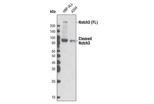 Western blot analysis of extracts from HBP-ALL and A204 cells using Notch3 (8G5) Rat mAb. Full-length (FL) and cleaved notch3 proteins are indicated.