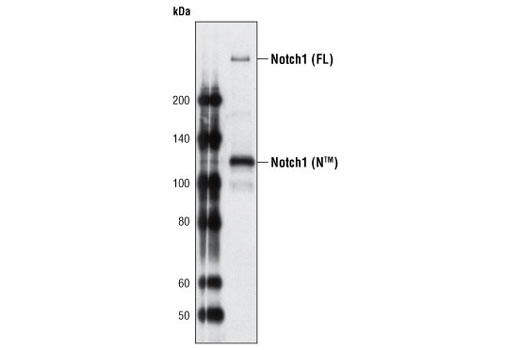 Western blot analysis of total extract from HPB-ALL cells using Notch1 (C44H11) Rabbit mAb. The full-length (FL) and transmembrane/intracellular region (NTM) are indicated.