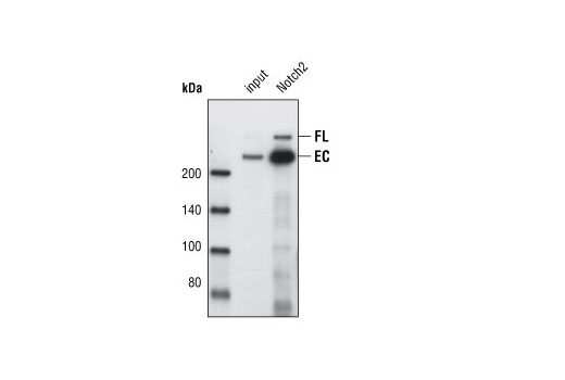 Immunoprecipitation of endogenous Notch2 from 8MGBA cell lysates using Notch2 (8A1) Rabbit mAb. Lane 1 contains lysate input and lane 2 was immunoprecipitated with Notch2 (8A1) Rabbit mAb. Western blot detection was performed using the same antibody.