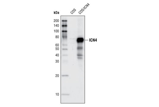 Western blot analysis of total cell lysate of COS cells either untransfected or transiently transfected with a construct expressing the intracellular domain of human Notch4 (ICN4), using Notch4 (L5C5) Mouse mAb.