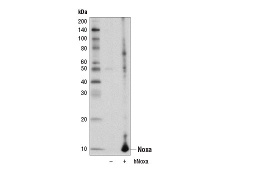 Western blot analysis of extracts from 293T cells, mock transfected (-) or transfected with a construct expressing full-length human Noxa protein (hNoxa; +), using Noxa (D8L7U) Rabbit mAb.