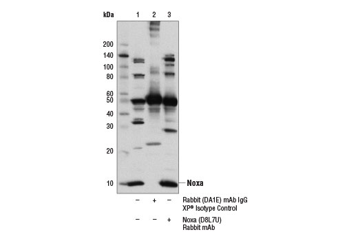Immunoprecipitation of Noxa protein from KARPAS-299 cells using Rabbit (DA1E) mAb XP ® Isotype Control #3900 (lane 2) or Noxa (D8L7U) Rabbit mAb (lane 3). Lane 1 is 10% input. Western blot was performed using Noxa (D8L7U) Rabbit mAb. Cell Line Source: Dr. Abraham Karpas at the University of Cambridge.