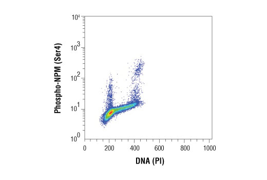 Flow cytometric analysis of Jurkat cells using Phospho-NPM (Ser4) (D19C1) XP® Rabbit mAb compared to Propidium Iodide (PI)/RNase Staining Solution #4087. Anti-rabbit IgG (H+L), F(ab')2 Fragment (Alexa Fluor® 488 Conjugate) #4412 was used as a secondary antibody.