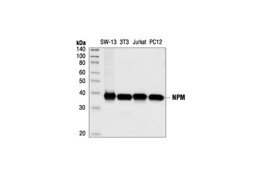 Western blot analysis of extracts from SW-13, NIH/3T3, Jurkat and PC12 cells, using NPM Antibody.