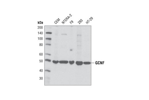 Western blot analysis of extracts from various cell lines using GCNF Antibody.