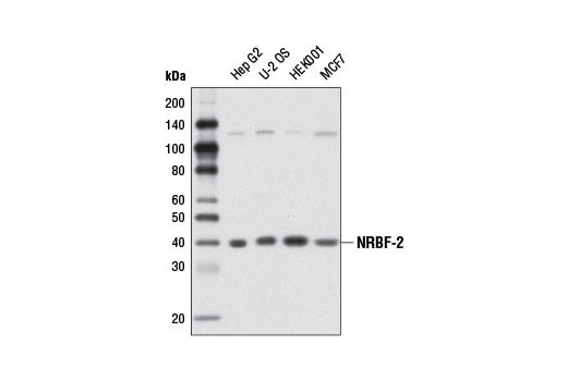 Western blot analysis of extracts from various cell lines using NRBF-2 Antibody.