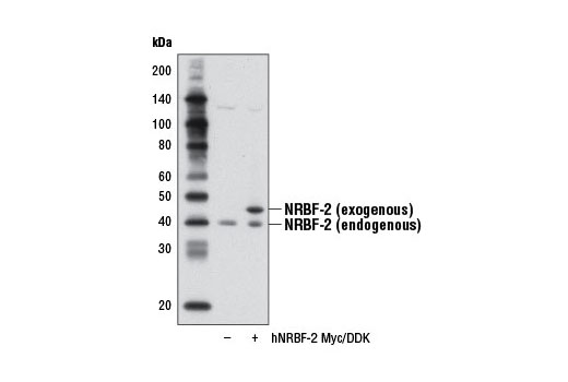 Western blot analysis of extracts from 293T cells, either mock transfected (-) or transfected with a Myc/DDK-tagged full-length human NRBF-2 construct (+), using NRBF-2 Antibody.