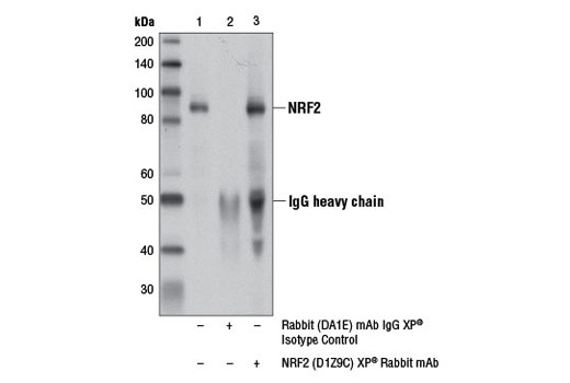 Immunoprecipitation of NRF2 from MEF wt cell extracts treated with MG-132 #2194 (10 μM, 10 hr) using Rabbit (DA1E) mAb IgG XP ® Isotype Control #3900 (lane 2) or NRF2 (D1Z9C) XP ® Rabbit mAb (lane 3). Lane 1 is 10% input. Western blot analysis was performed using NRF2 (D1Z9C) XP ® Rabbit mAb (lane 3).