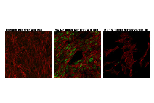 Confocal immunofluorescent analysis of MEF NRF2 wild-type cells, untreated (left) or treated with MG-132 #2194 (10 μM, 8 hr; center) and MEF NRF2 knock-out cells treated with MG-132 #2194 (10 μM, 8 hr; right), using NRF2 (D9J1B) Rat mAb (IF Specific) (green pseudocolor). Actin filaments were labeled with Alexa Fluor ® 488 Phalloidin #8878 (red pseudocolor).