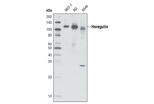 Western blot analysis of extracts from various cell lines using Heregulin Antibody.