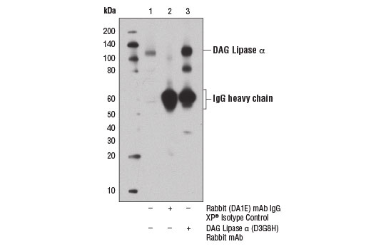 Immunoprecipitation of DAG lipase α from mouse brain extracts using Rabbit (DA1E) mAb IgG XP ® Isotype Control #3900 (lane 2) or DAG Lipase α (D3G8H) Rabbit mAb (lane 3). Lane 1 is 10% input. Western blot analysis was performed using DAG Lipase α (D3G8H) Rabbit mAb.