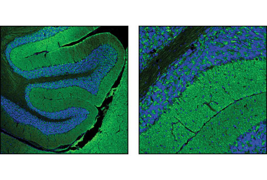 Confocal immunofluorescent analysis of mouse brain using NSF (D31C7) XP ® Rabbit mAb (green). Blue pseudocolor = DRAQ5 ® #4084 (fluorescent DNA dye).