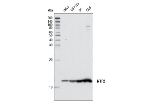 Western blot analysis of extracts from various cell types using NTF2 (5A3) Mouse mAb.