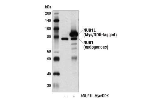 Western blot analysis of extracts from 293T cells, mock transfected (-) or transfected with a construct expressing Myc/DDK-tagged full-length human NUB1L protein (hNUB1L-Myc/DDK; +), using NUB1 Antibody.