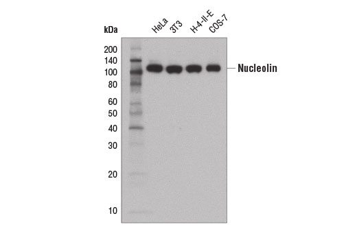 Western blot analysis of extracts from various cell lines using Nucleolin (D4C7O) Rabbit mAb.