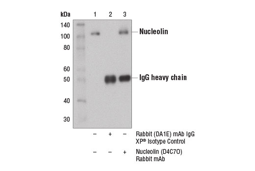 Immunoprecipitation of nucleolin from Huh7 cell extracts using Rabbit (DA1E) mAb IgG XP ® Isotype Control #3900 (lane 2) or Nucleolin (D4C7O) Rabbit mAb (lane 3). Lane 1 is 10% input. Western blot analysis was performed using Nucleolin (D4C7O) Rabbit mAb.