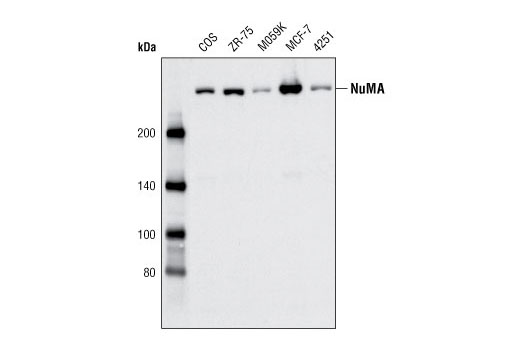 Western blot analysis of extracts from various cell types using NuMA Antibody.