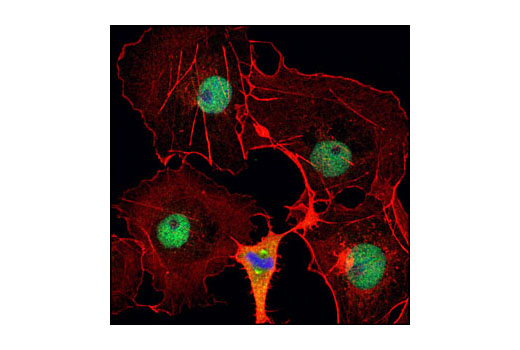 Confocal immunofluorescent analysis of HeLa cells using NuMA Antibody (green). Actin filaments have been labeled with DY-554 phalloidin (red). Blue pseudocolor = DRAQ5 ® #4084 (fluorescent DNA dye).