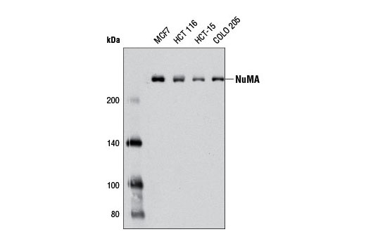 Western blot analysis of extracts from various cell lines using NuMA (D49H4) Rabbit mAb.