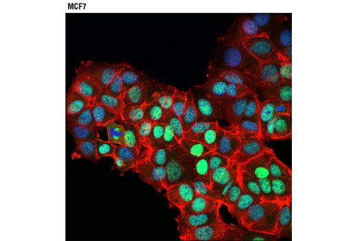 Confocal immunofluorescent analysis of MCF7 cells using NuMA (D49H4) Rabbit mAb (green). Actin filaments were labeled with DyLight™ 554 Phalloidin #13054 (red). Blue pseudocolor= DRAQ5 ® #4084 (fluorescent DNA dye).