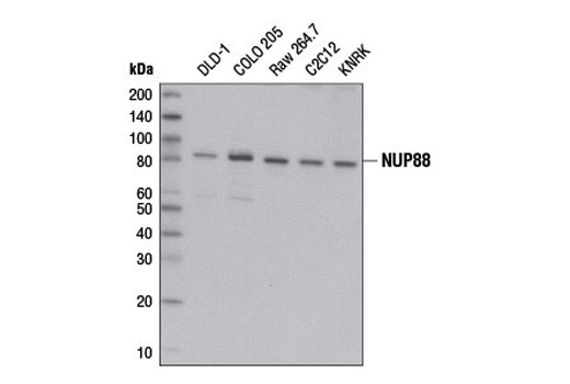 Western blot analysis of extracts from various cell lines using NUP88 (D7U4O) Rabbit mAb.