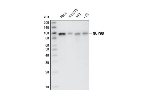 Western blot analysis of total cell lysates from HeLa, NIH/3T3, A10 and COS cells, using NUP98 (P671) Antibody.