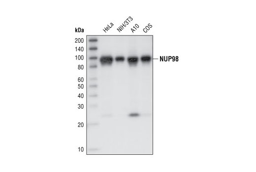 Western blot analysis of total cell lysates from HeLa, NIH/3T3, A10 and COS cells, using NUP98 (L205) Antibody.