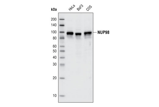 Western blot analysis of cell extracts from various cell types using NUP98 (C39A3) Rabbit mAb.