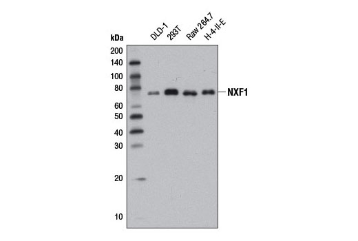 Western blot analysis of extracts from various cell lines using NXF1 (D5X4G) Rabbit mAb.