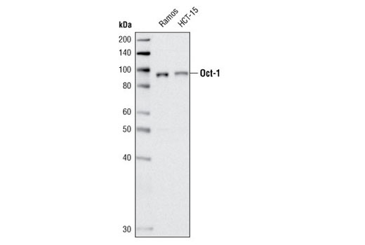 Western blot analysis of Ramos and HCT-15 cell extracts using Oct-1 Antibody.