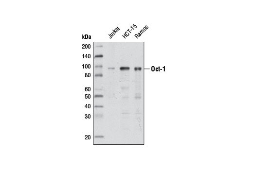 Westerrn blot analysis of extracts from various cell lines using Oct-1 (D7B6) Rabbit mAb.