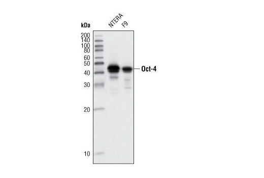 Western blot analysis of extracts from NTERA and F9 cell lines using Oct-4 (9B7) Mouse mAb.
