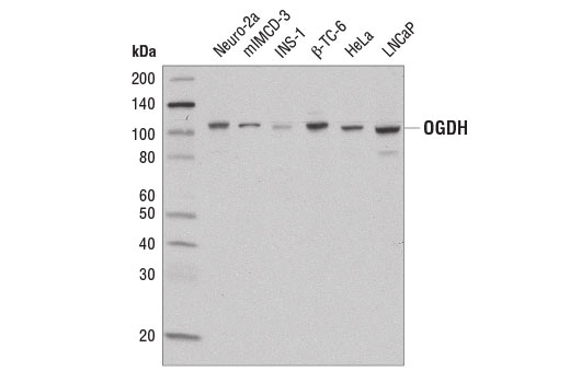 Western blot analysis of extracts from various cell lines using OGDH Antibody.