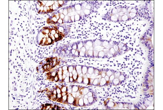 Immunohistochemical analysis of paraffin-embedded normal human colon using OLFM4 (D1E4M) XP ® Rabbit mAb.