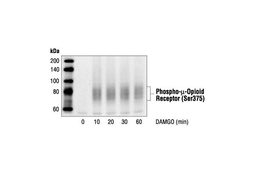 Western blot analysis of extracts from CHO cells, stably transfected with µ-opioid receptor, untreated or DAMGO-treated (1 mM) for various times, using Phospho-µ-Opioid Receptor (Ser375) Antibody.
