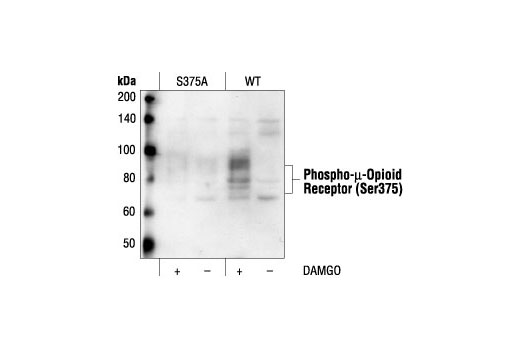 Western blot analysis of extracts from CHO cells, stably transfected with S375A mutant or Wild-type (WT) µ-opioid receptor, untreated or DAMGO-treated (1 mM for 5 minutes), using Phospho-µ-Opioid Receptor (Ser375) Antibody.