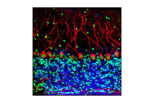 Confocal immunofluorescent analysis of normal mouse cerebellum labeled with Phospho-μ-Opioid Receptor (Ser375) Antibody (red) and CREB (86B10) Mouse mAb #9104 (green). Blue pseudocolor = DRAQ5 ® #4084 (fluorescent DNA dye).