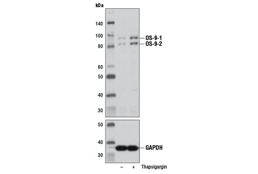 Western blot analysis of extracts from HeLa cells, untreated (-) or thapsigargin-treated (2 nM, 16 hr; +), using OS-9 (D8P4G) Rabbit mAb (upper) or GAPDH (D16H11) XP ® Rabbit mAb #5174 (lower).