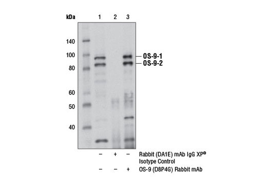 Immunoprecipitation of OS-9 from SJSA-1 cell extracts, using Rabbit (DA1E) mAb IgG XP ® Isotype Control #3900 (lane 2) or OS-9 (D8P4G) Rabbit mAb (lane 3). Lane 1 is 10% input. Western blot analysis was performed with OS-9 (D8P4G) Rabbit mAb.