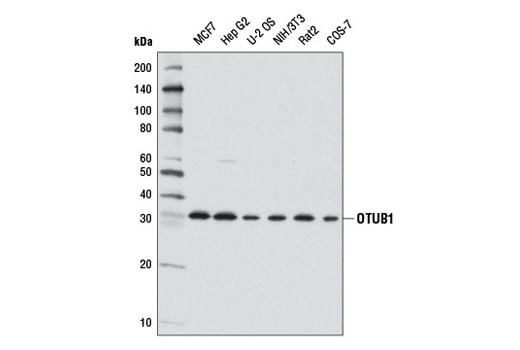 Western blot analysis of extracts from various cell lines using OTUB1 (D8F7) Rabbit mAb.