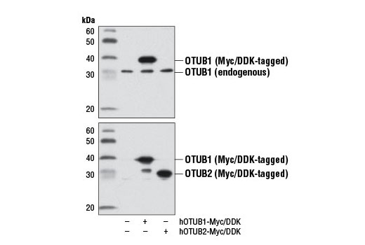 Western blot analysis of extracts from 293T cells, either mock transfected (-) or transfected with Myc/DDK-tagged cDNA expression constructs encoding full-length human OTUB1, isoform1 (hOTUB1-Myc/DDK, +) and full-length human OTUB2 (hOTUB2-Myc/DDK, +), using OTUB1 (D8F7) Rabbit mAb (upper) and DYKDDDDK Tag Antibody (Binds to same epitope as Sigma's Anti-FLAG ® M2 Antibody) #2368 (lower).